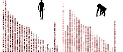 protein-factories-hidden-in-human-jumping-genes