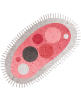 microbiome