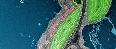 cellular-damage-control-system-helps-plants-tough-it-out
