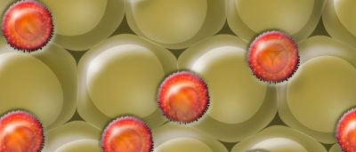 blocking-immune-cell-treats-new-type-of-age-related-diabetes