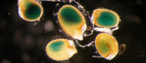disregarded-plant-molecule-actually-treasure