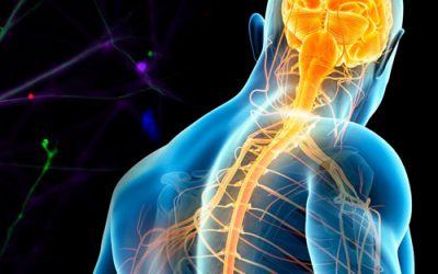 Untangling the mysteries of the spinal cord