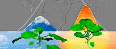 plants-grow-like-human-brains