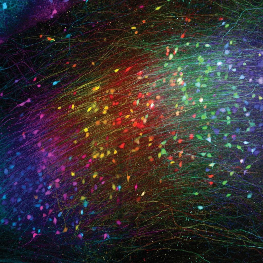 Credit: Salk Institute/Waitt Advanced Biophotonics Center, Tong Zhang and Uri Manor
