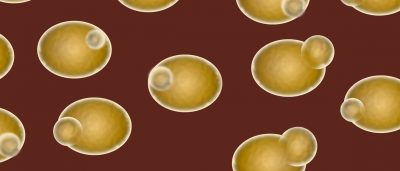 research-yeast-leads-serendipitous-finding-central-nervous-system-disorder