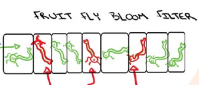detect-new-odors-fruit-fly-brains-improve-well-known-computer-algorithm