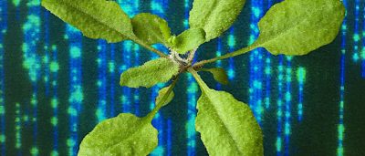new-technologies-enable-better-ever-details-genetically-modified-plants-2