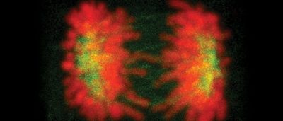 how-cells-solve-their-identity-crisis