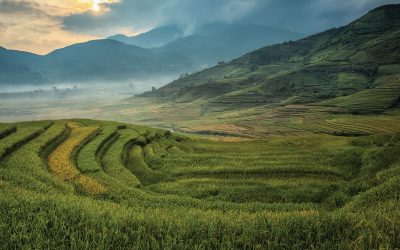 Salk’s Harnessing Plants Initiative (HPI) Garners Widespread Support