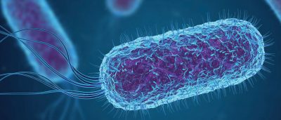 specific-bacteria-in-the-gut-prompt-mother-mice-to-neglect-their-pups