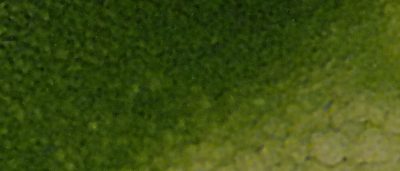 research-catches-up-to-worlds-fastest-growing-plant