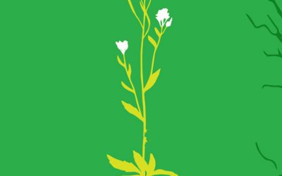 The weed that changed the world