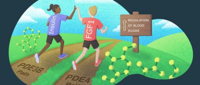 a-new-route-for-regulating-blood-sugar-levels-independent-of-insulin