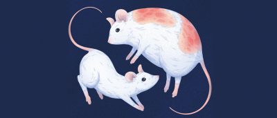 how-obesity-can-rewire-the-immune-system-and-the-response-to-immunotherapy-and-how-to-change-that