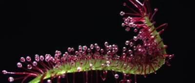 the-best-offense-is-a-great-defense-for-some-carnivorous-plants