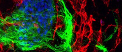 growing-motor-neurons-guided-by-love-hate-relationship-with-blood-vessels