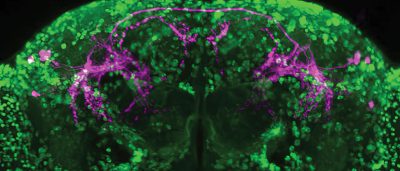 how-aggression-promoting-brain-peptide-works-in-fruit-flies