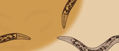 preying-on-hungry-anxious-worms