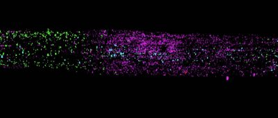 seeing-the-inside-of-plants-in-3d