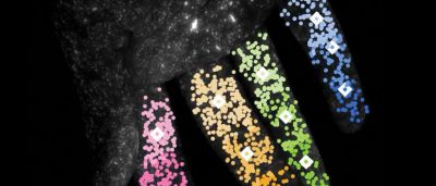unleashing-the-power-of-ai-to-track-animal-behavior