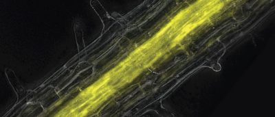 iron-influences-plant-immunity-and-may-promote-resiliency-against-climate-change